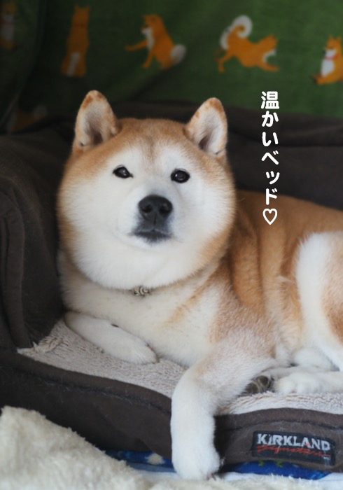 19日夕ブログ３