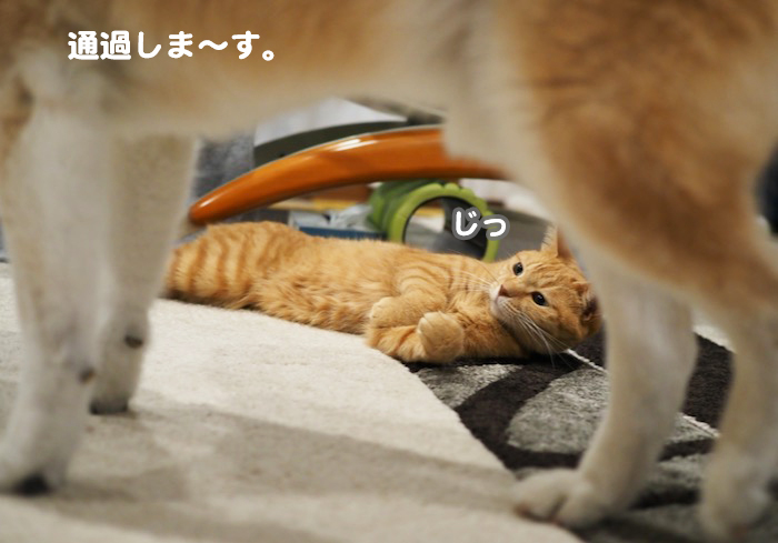 12日夕ブログ７