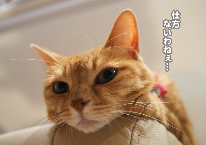 19日夕ブログ３-(1)