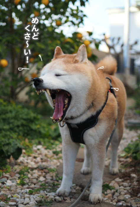 20日夕ブログ６