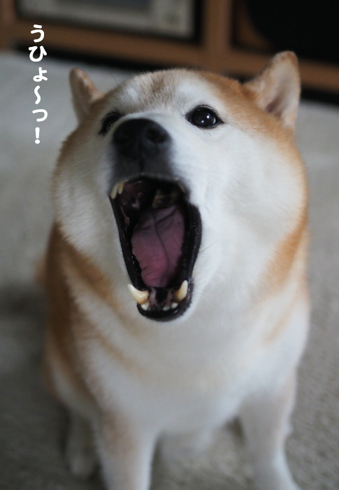 15日夕ブログ９