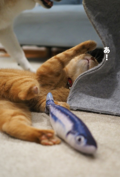 16日夕ブログ３