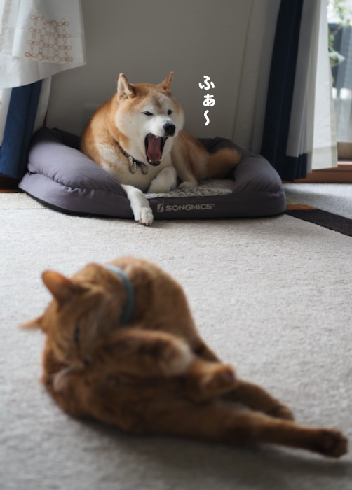 30日ブログ１