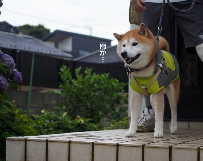 19日夕ブログ１０
