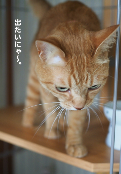 16日夕ブログ３