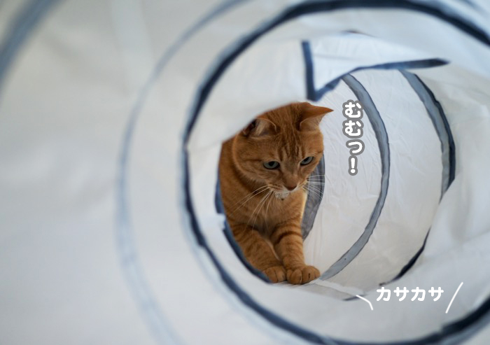 21日夕ブログ３