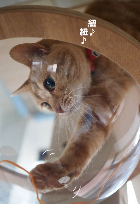 8日夕ブログ３