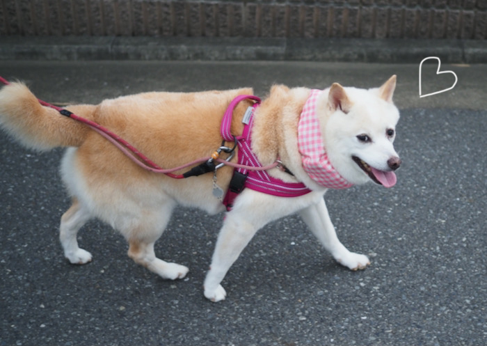 17日夕ブログ４