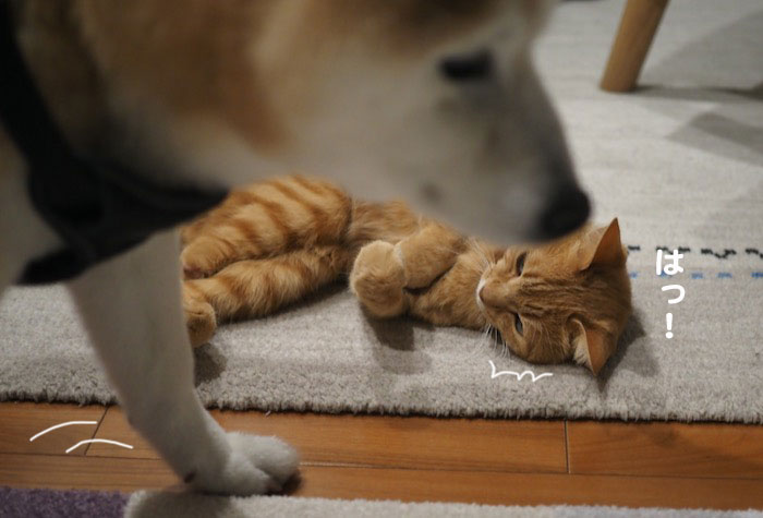 25日夕ブログ４