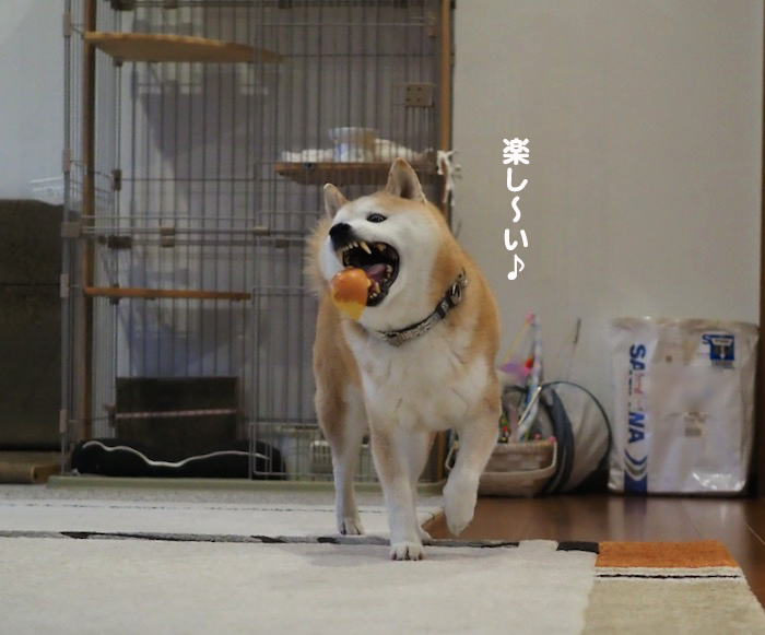 5日夕ブログ１０