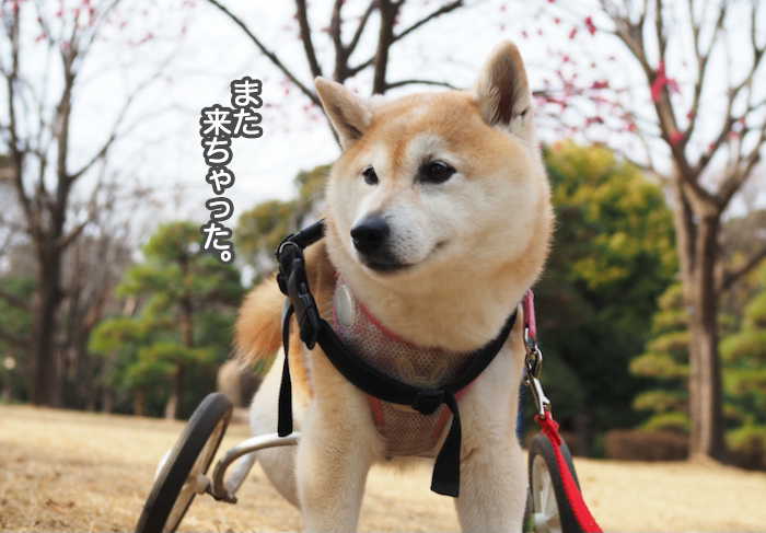 13日夜ブログ２