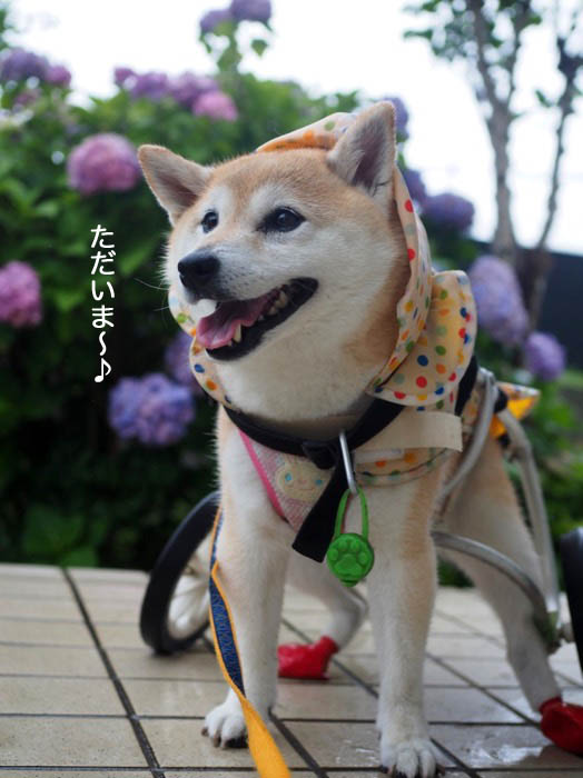 19日夕ブログ９