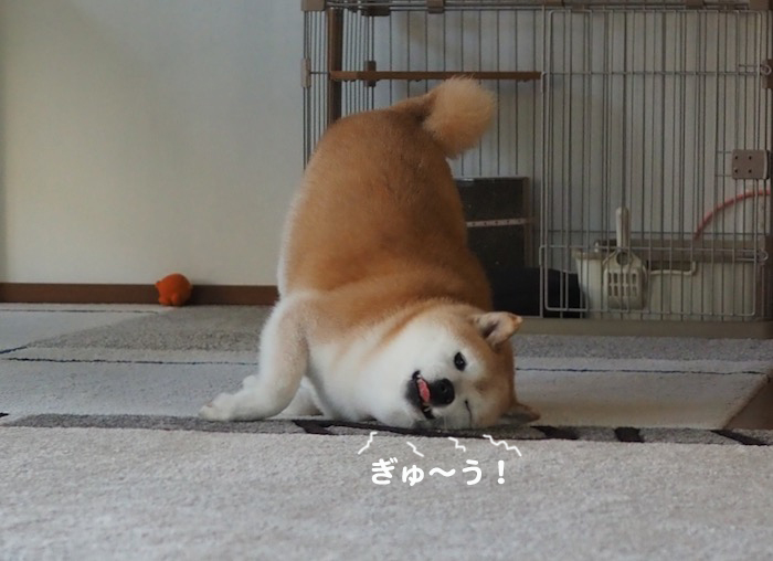 11日夕ブログ３