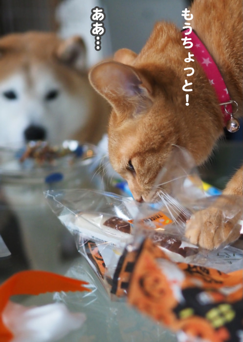 26日ブログ１２