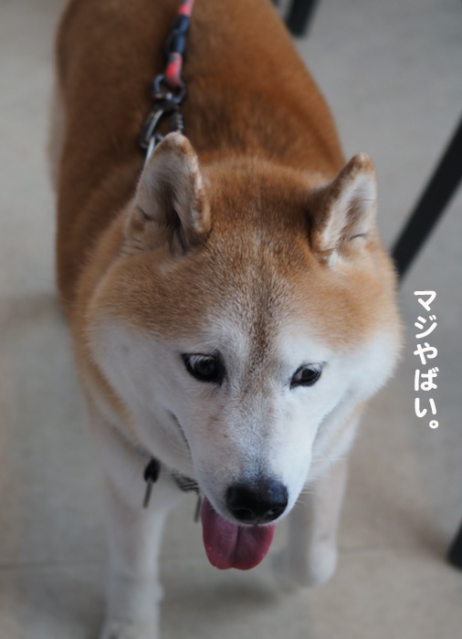 21日夕ブログ３