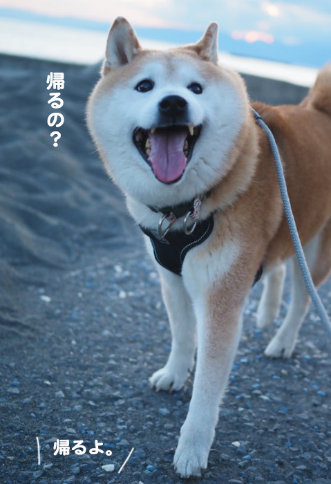 7日夕ブログ10