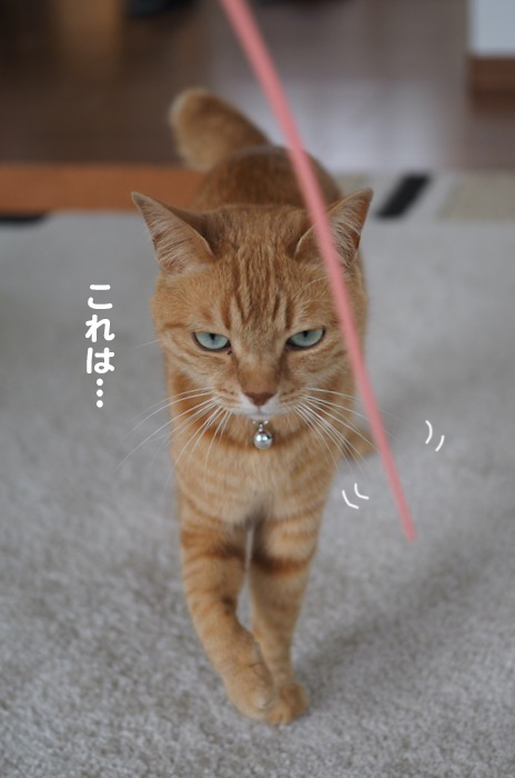 17日夕ブログ２