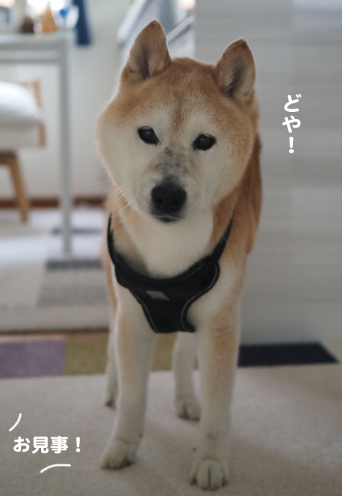 16日夕ブログ８