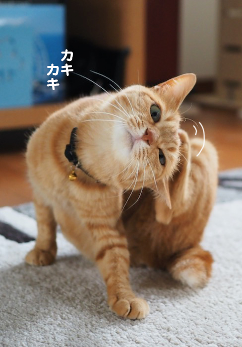 14日夕ブログ４