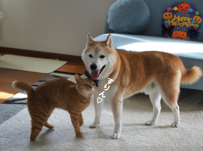 27日夕ブログ4