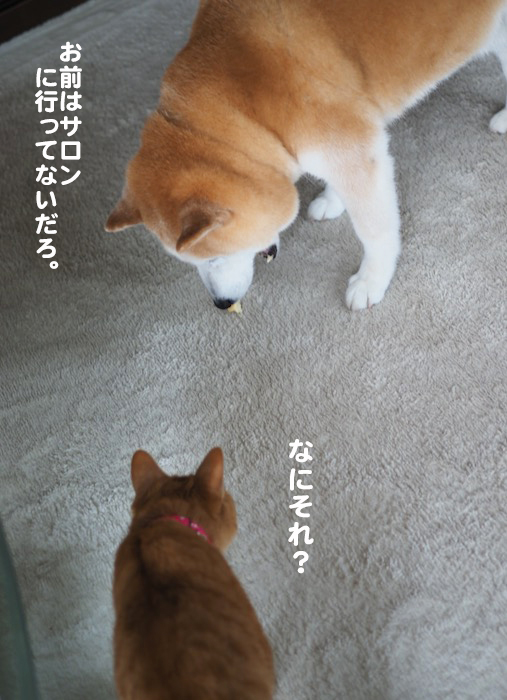 21日夕ブログ6