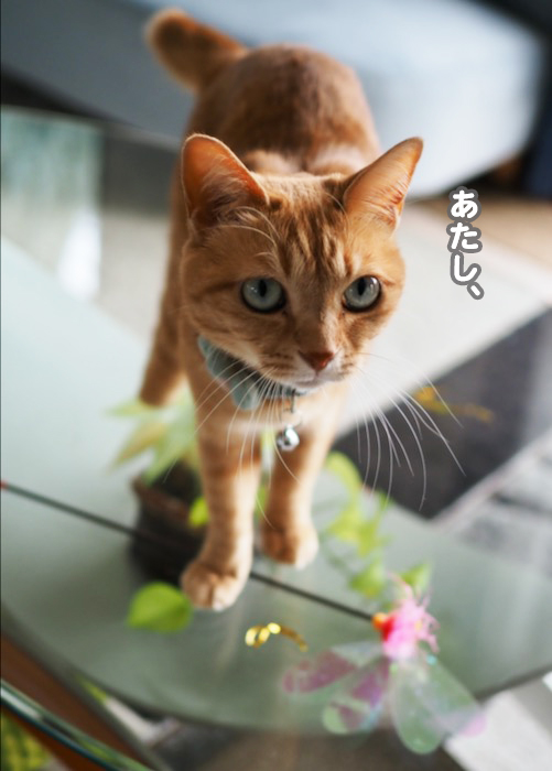 16日夕ブログ6
