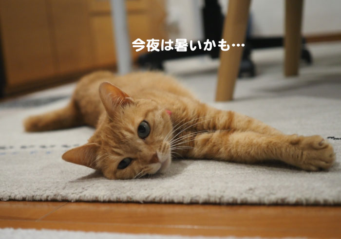 14日夕ブログ３