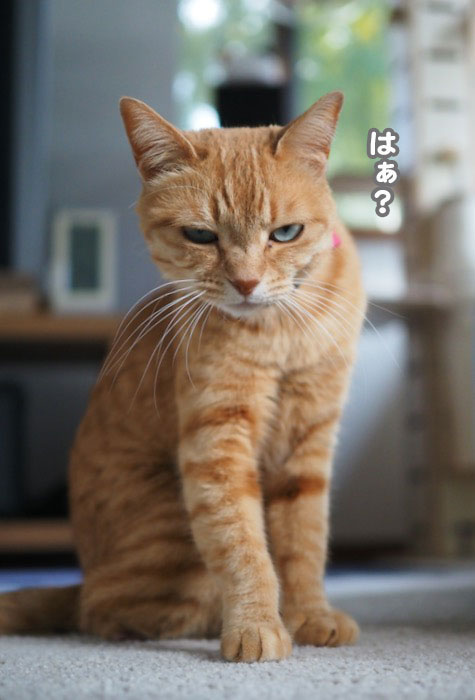 12日夕ブログ６