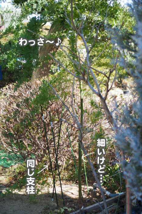28日夕ブログ4
