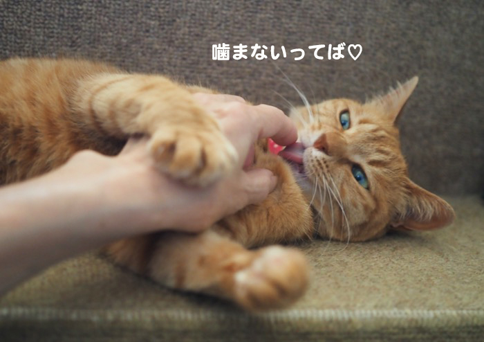 16日夕ブログ9