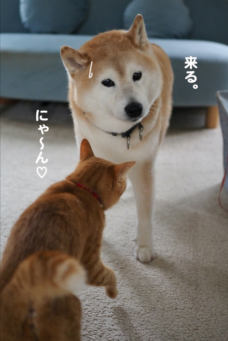 11日夕ブログ７