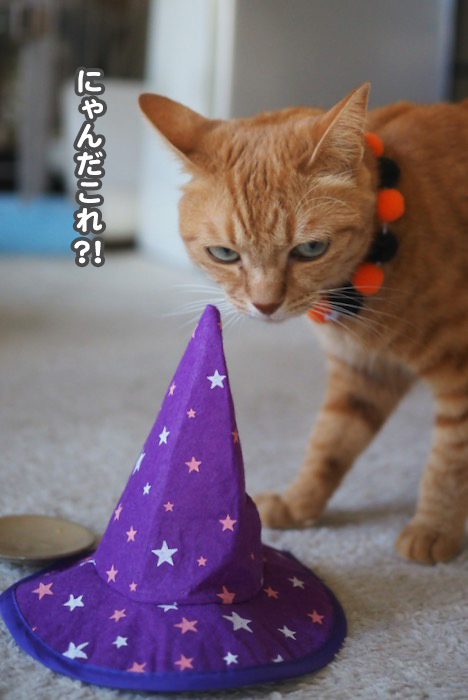 26日夕ブログ３
