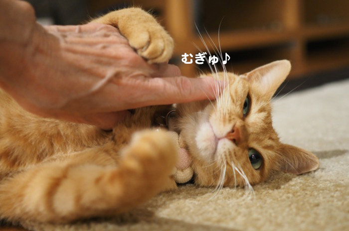16日夕ブログ６