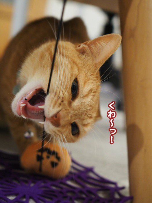31日夕ブログ２