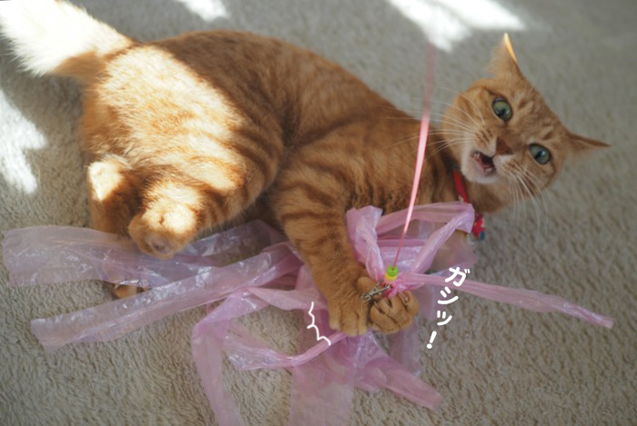13日夕ブログ４