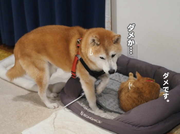 21日夕ブログ８