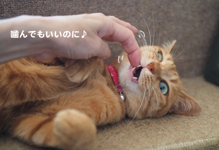 16日夕ブログ8