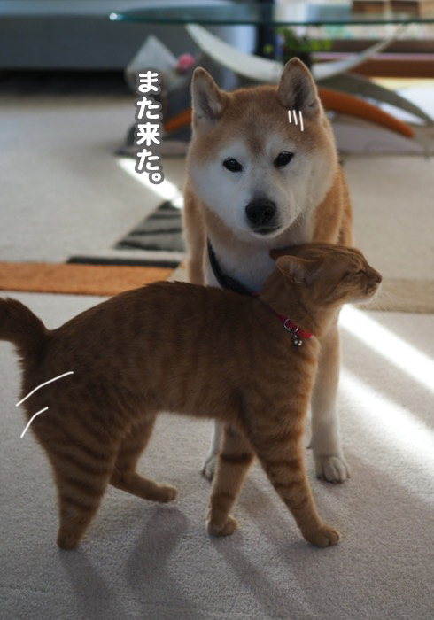 20日夕ブログ５