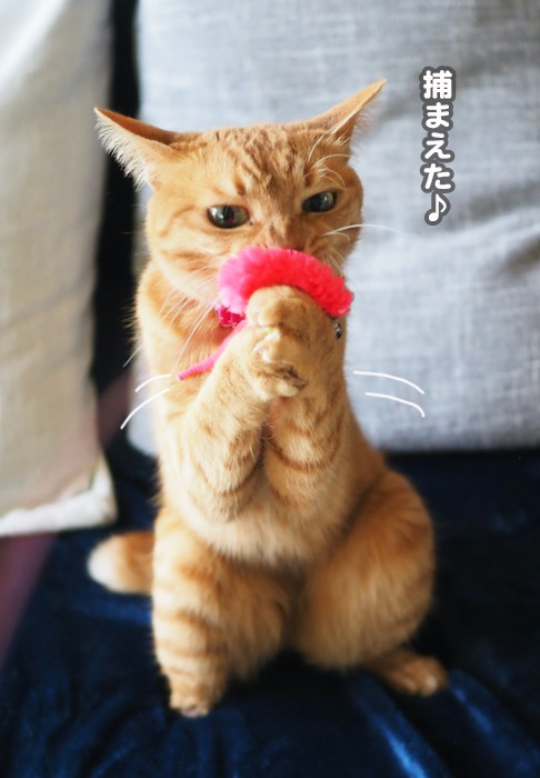 11日夕ブログ７