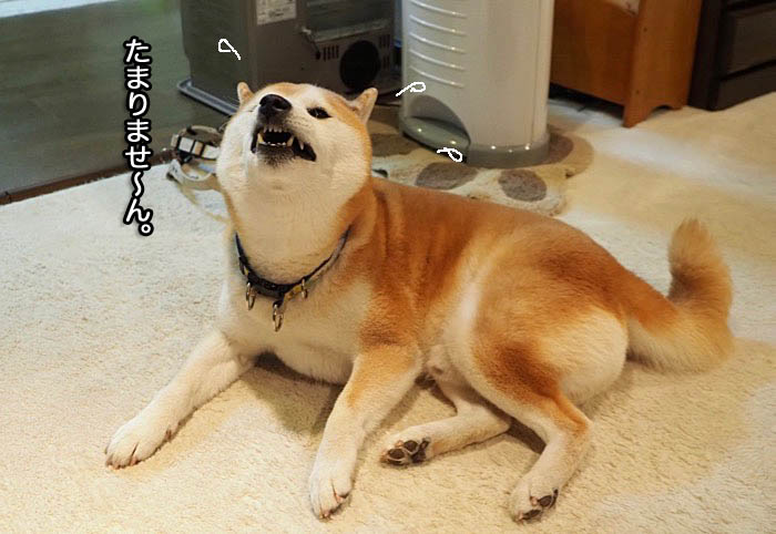 28日ブログ８