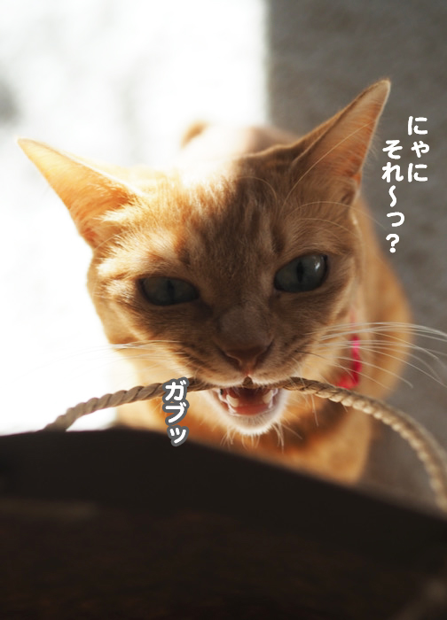 29日夕ブログ6