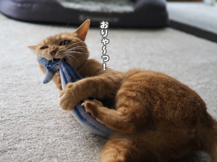 3日夕ブログ８
