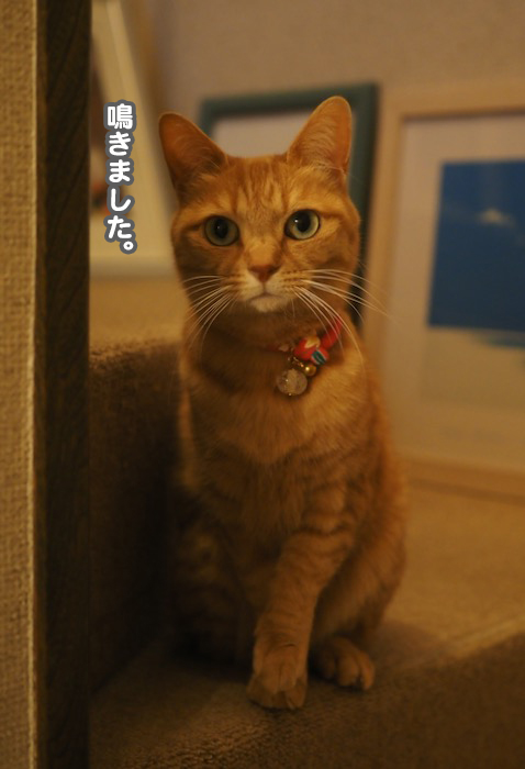 16日夕用ブログ2