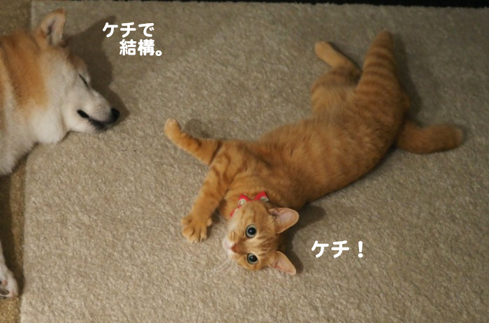 13日夕ブログ５