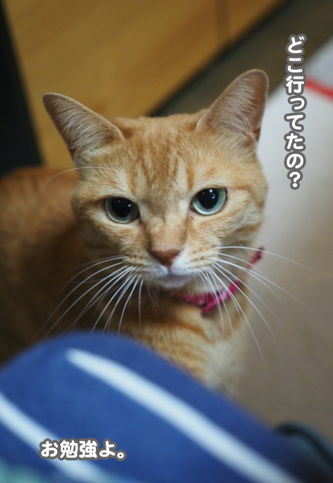 17日夕ブログ６