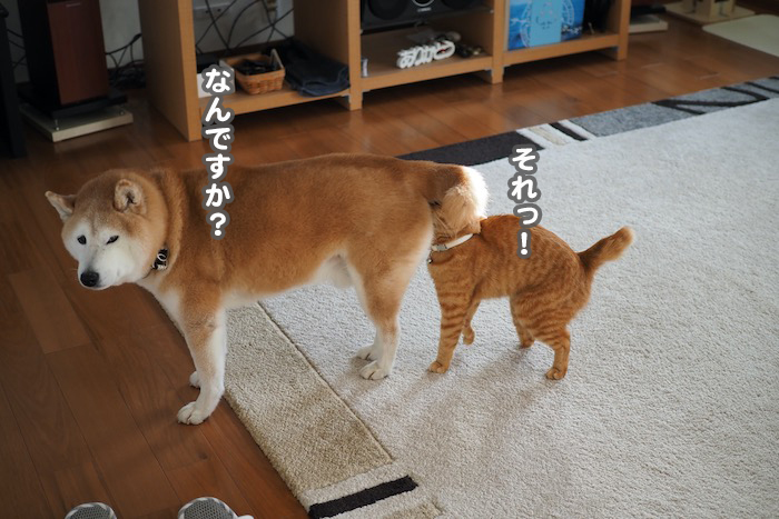 14日夕ブログ4