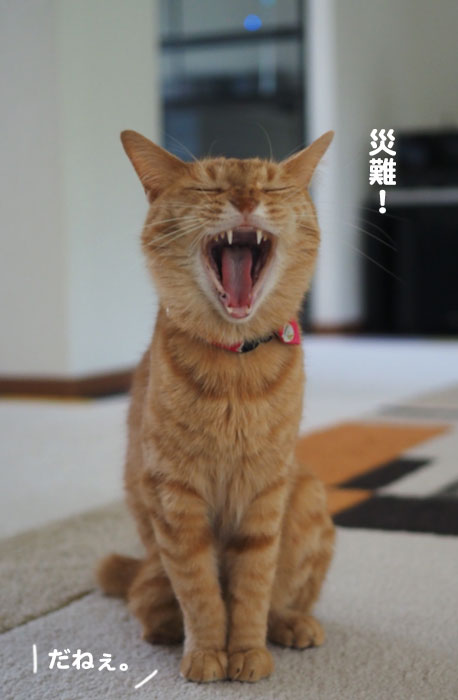 8日夕ブログ8
