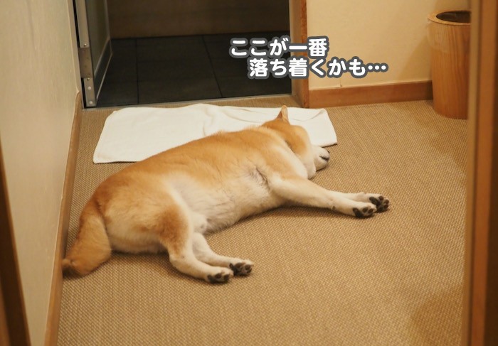 23日夕ブログ10