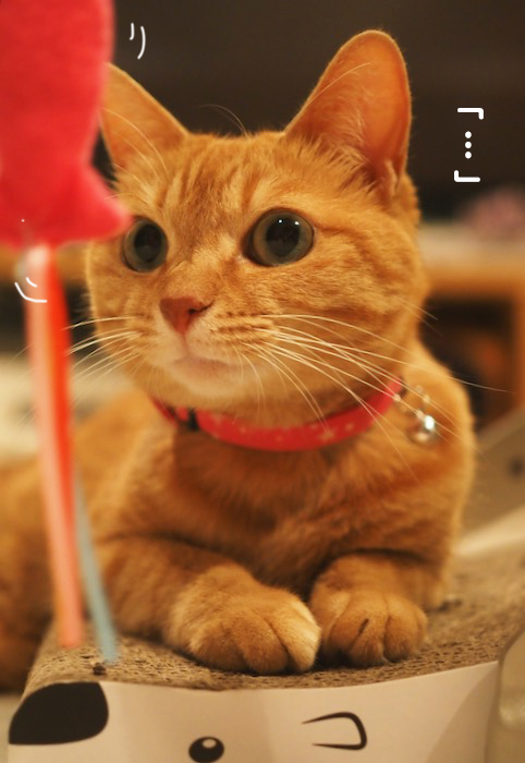 26日夕ブログ５