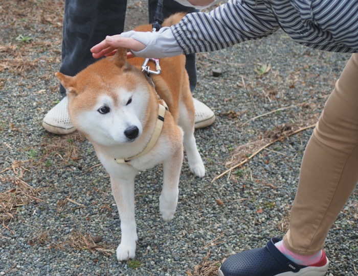 17日夜用８